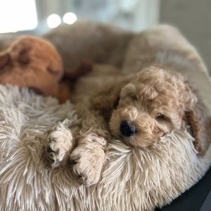 Meet your Posher, Susan